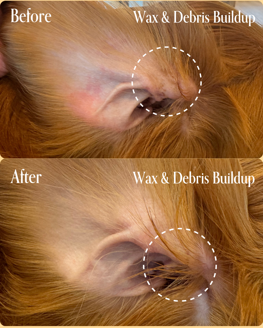 Doodle Ear Infections: Goldendoodle & Labradoodle Ear Care Guide