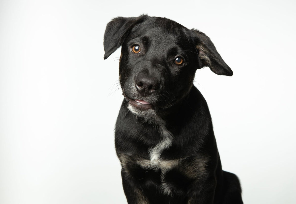 Dog Ear Mites vs. Ear Wax: How to Tell the Difference