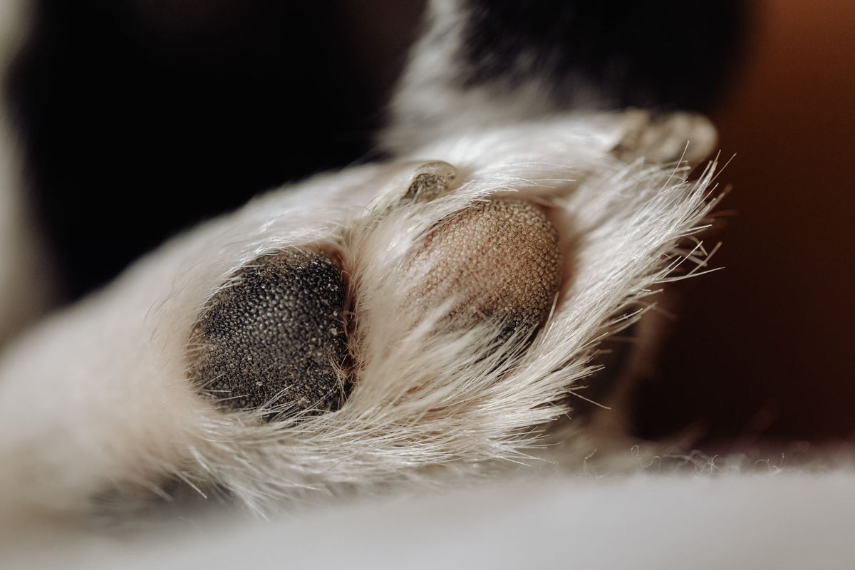 Dog Paw Yeast Infection: Signs, Causes, and How to Break the Cycle