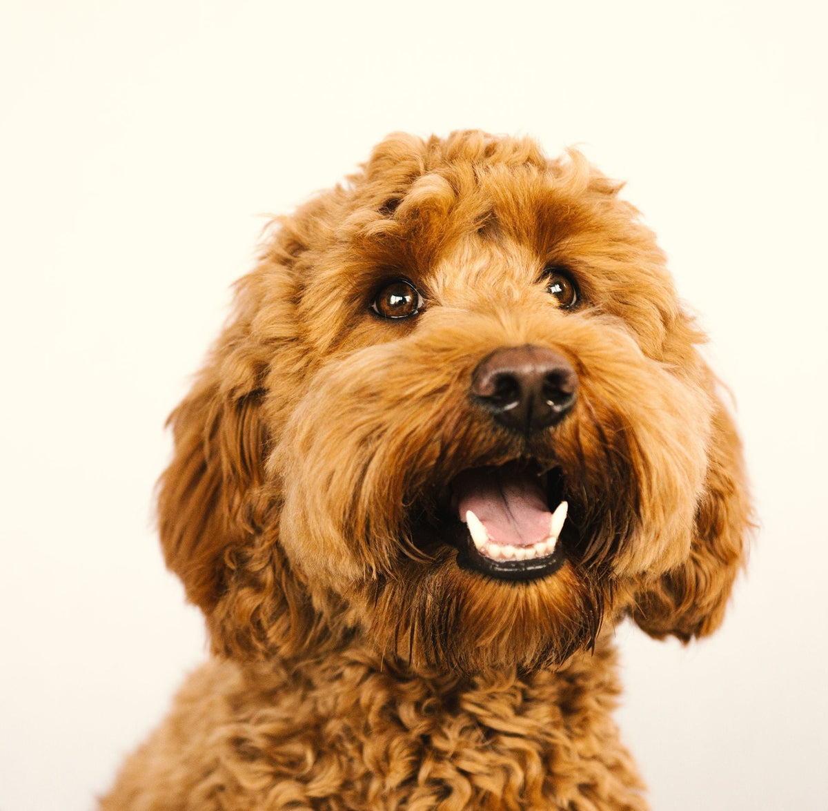 Doodle Ear Problems: Why Poodle Mixes Are Prone to Ear Infections