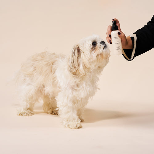 Hypochlorous Acid- A Miracle For Your Dog's Skin