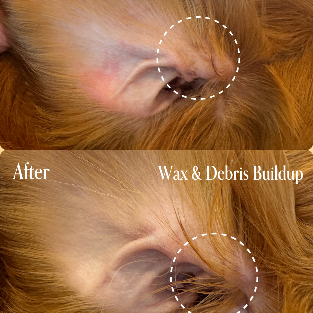 Doodle Ear Infections: Goldendoodle & Labradoodle Ear Care Guide