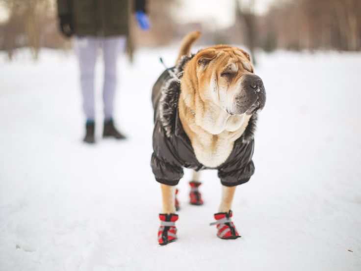 Cold Weather Tips For Your Dog