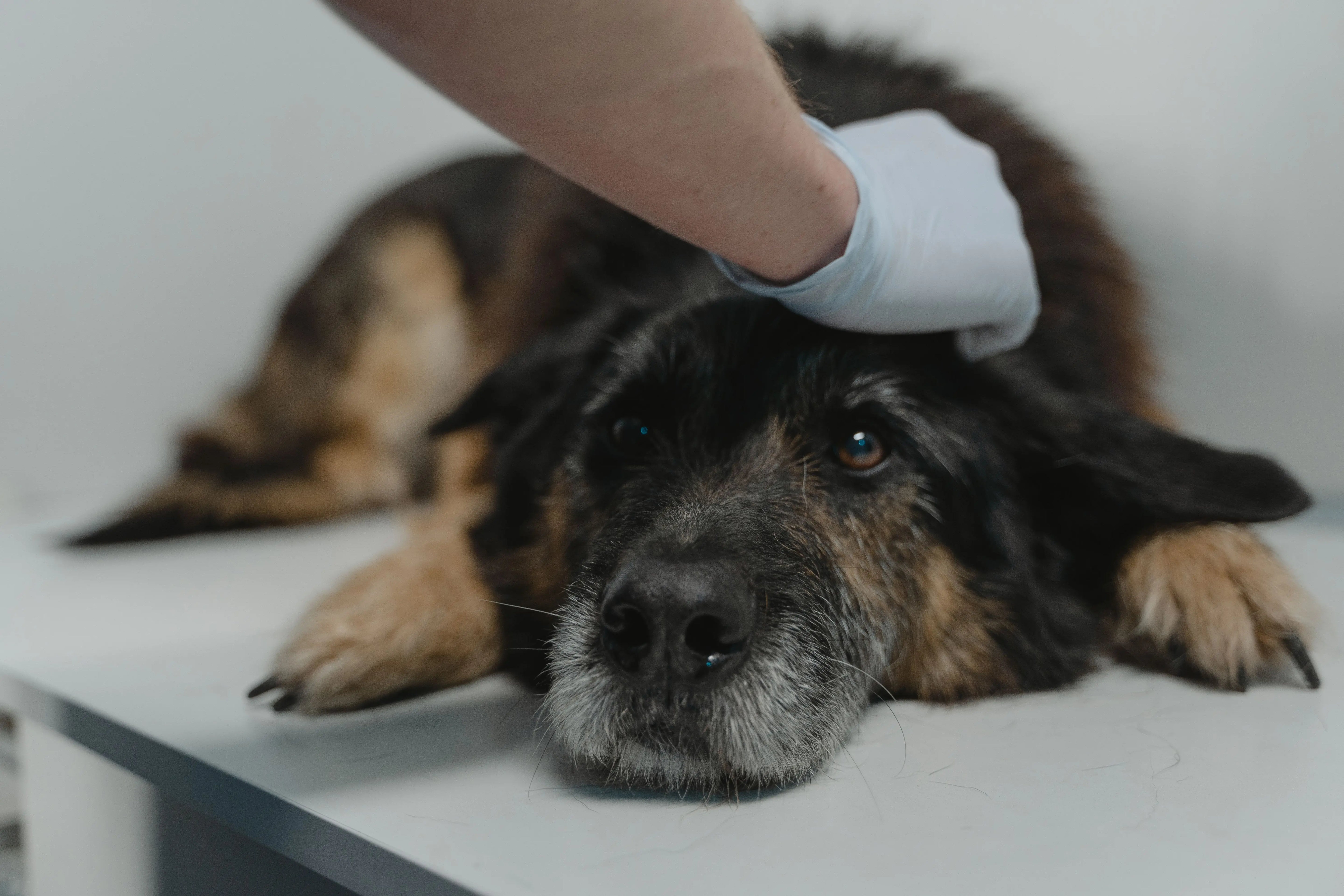 Banner Dog Hot Spot Treatment