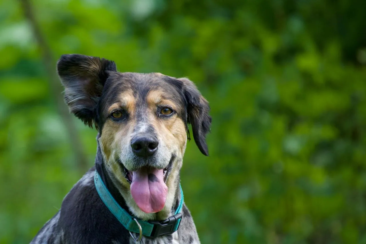 Hypochlorous Acid vs. Apple Cider Vinegar for Dog Ears: What Vets Actually Recommend