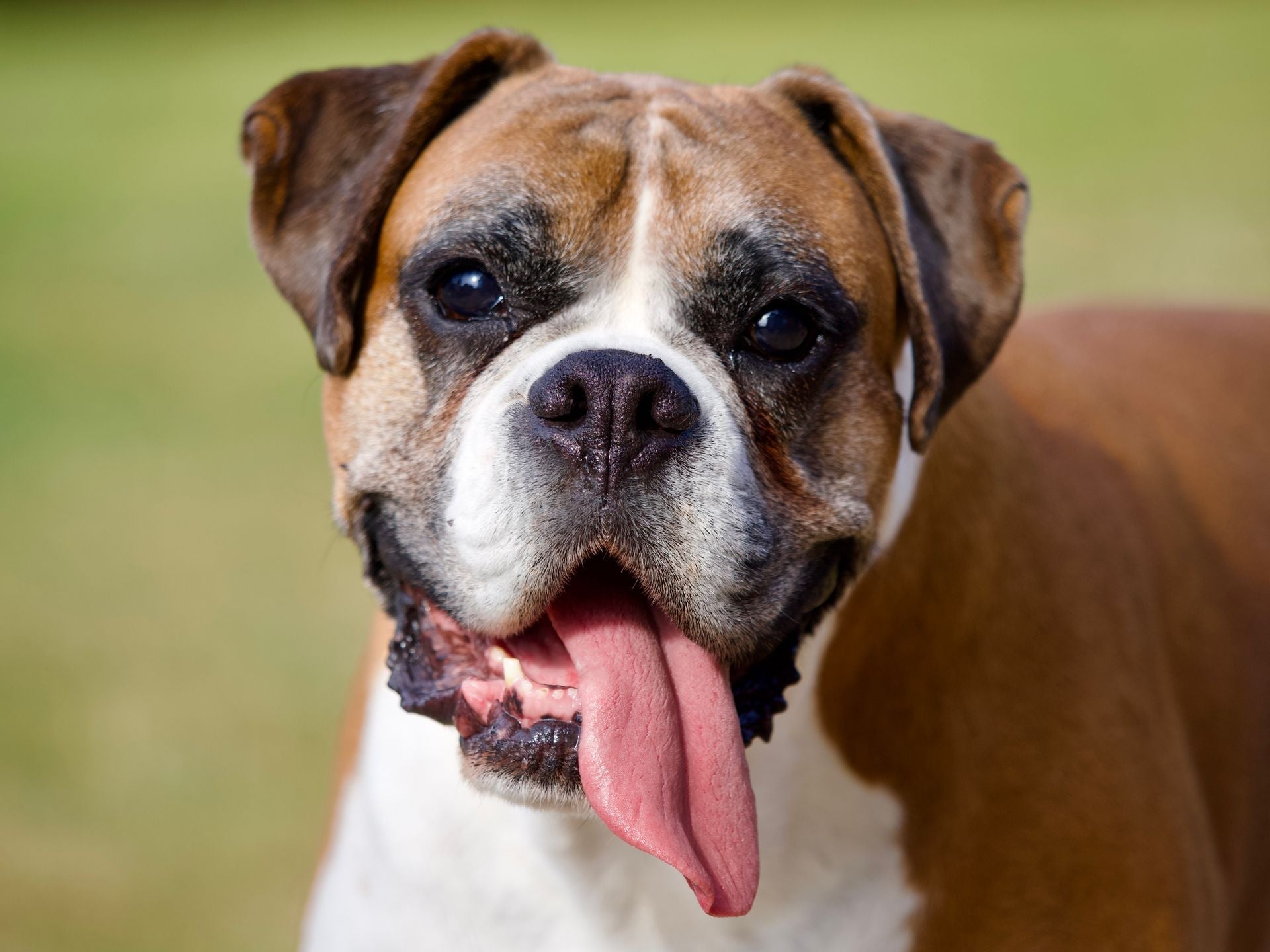 Dog Acne: Why Dogs Get Chin Pimples and How to Treat Them Safely