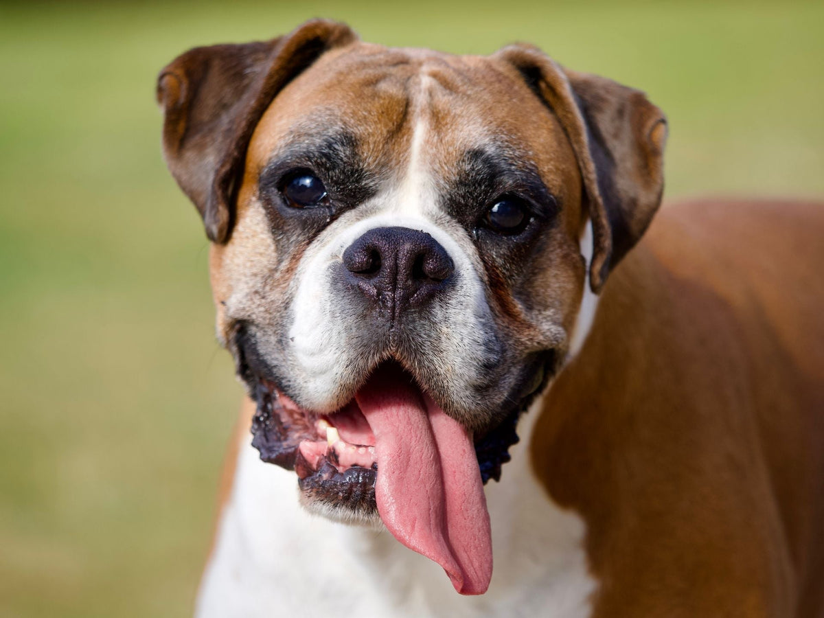 Dog Acne: Why Dogs Get Chin Pimples and How to Treat Them Safely