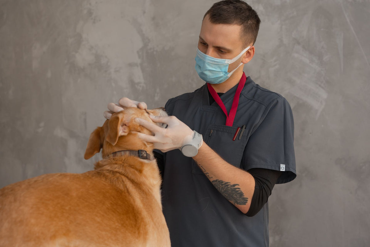 Dog Ear Infection Treatment: What Actually Helps and When to See a Vet