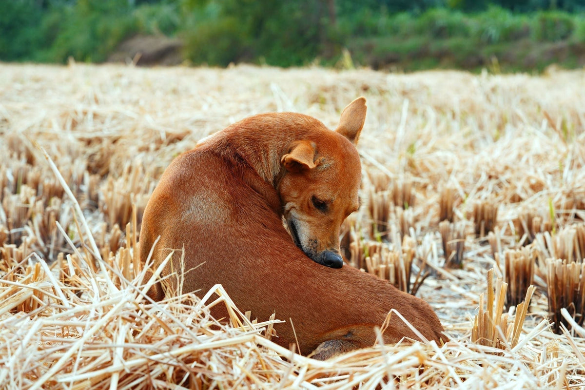 Dog Skin Infections: How to Tell Bacterial, Yeast, and Irritated Skin Apart