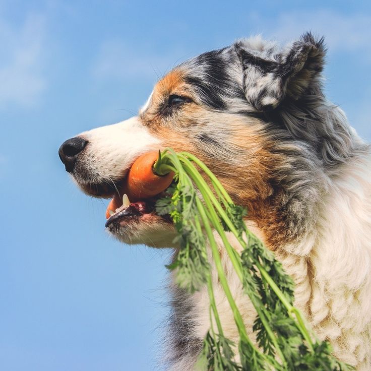 The Importance of Whole Foods for Dog Skin Health and Longevity