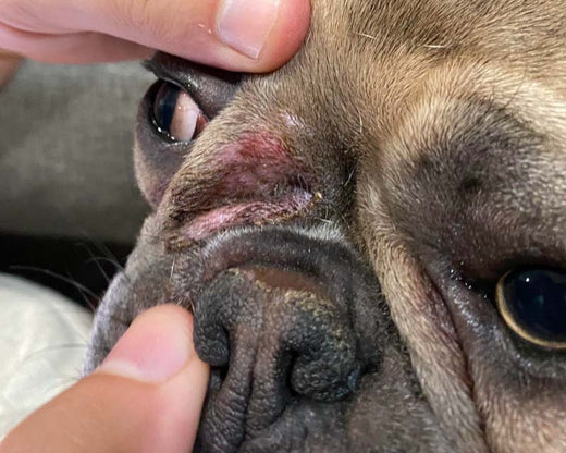 Skin Fold Dermatitis In Dogs- What To Do About it