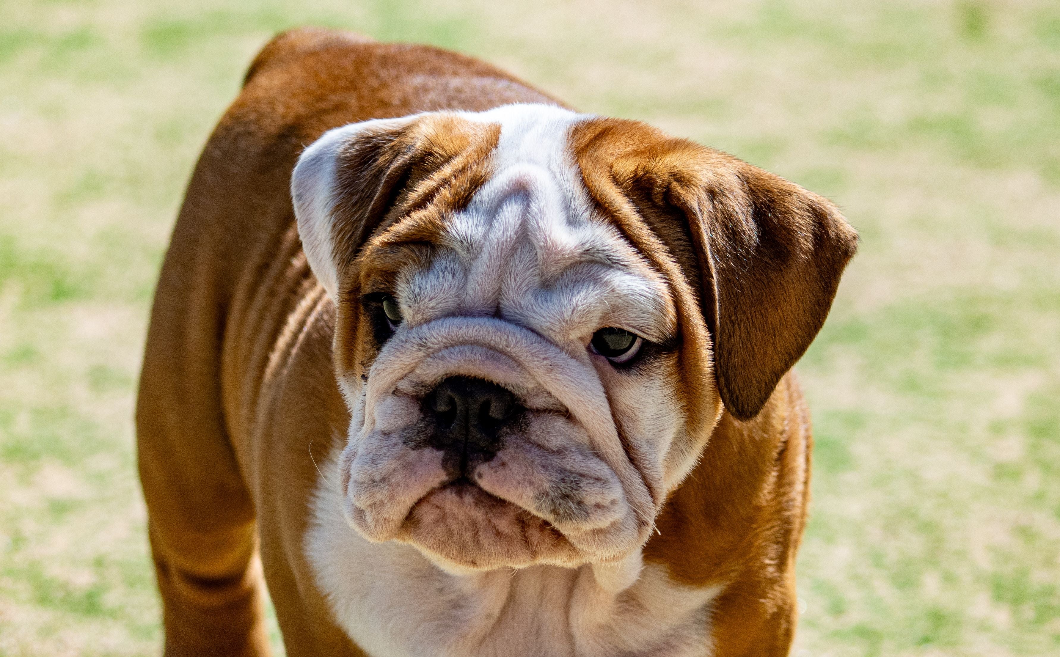 Bulldog Wrinkle Care (English & French Bulldogs, Pugs)