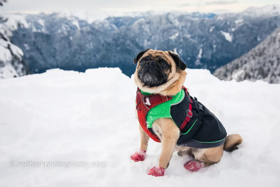 Winter Care Tips for Your Dog: Keep Your Pup Safe and Cozy