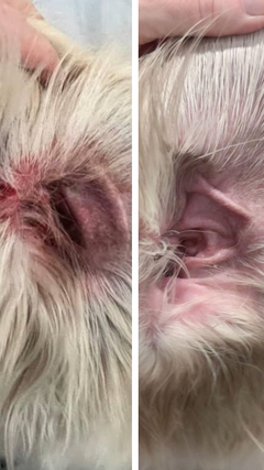 Close-up of a dog's ear with redness and inflammation before and no redness after treatment.