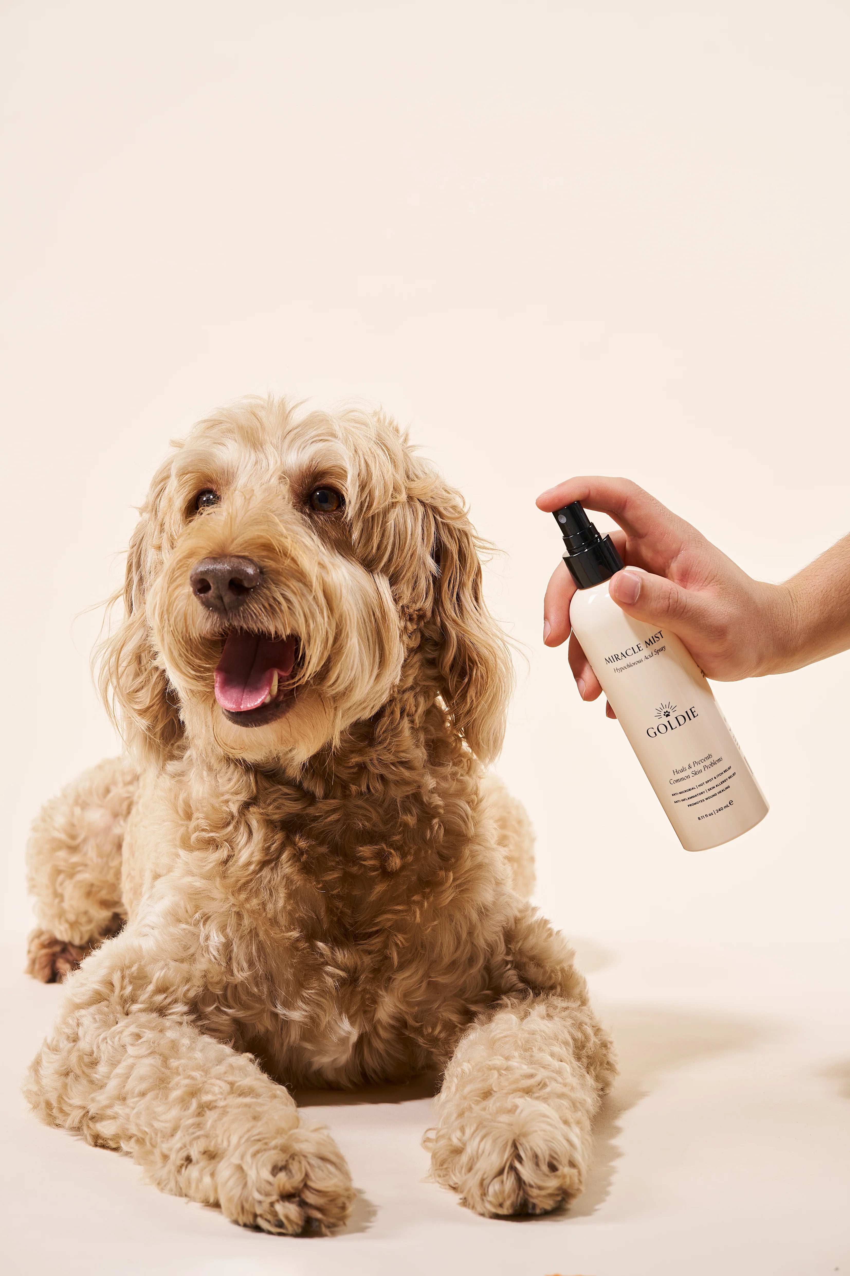 5 reasons your dog won't stop licking