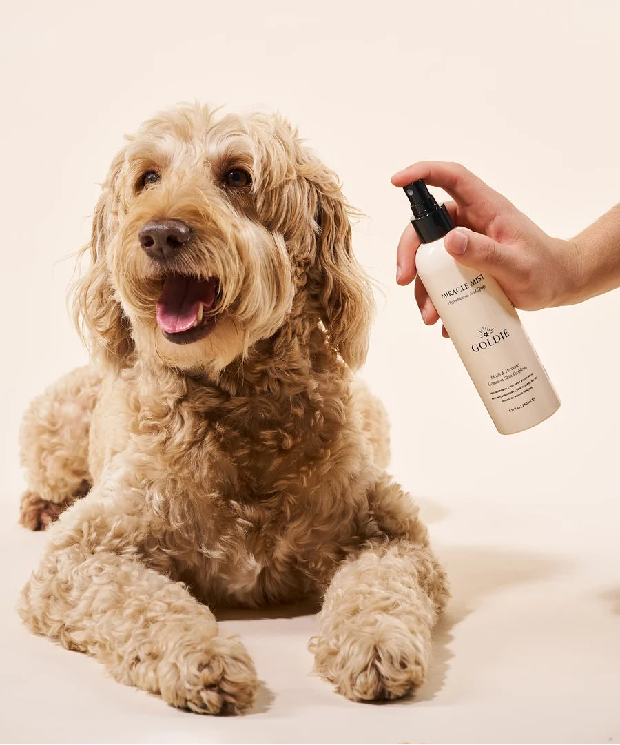 5 reasons Goldie was made for doodles