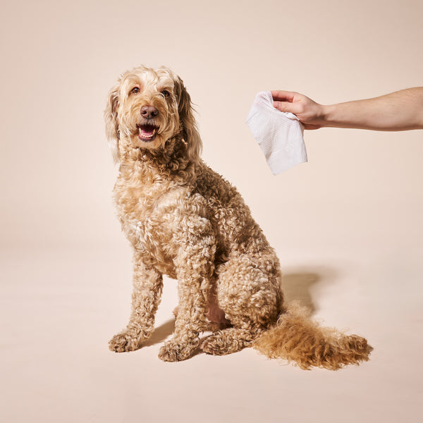 One wipe, all four paws