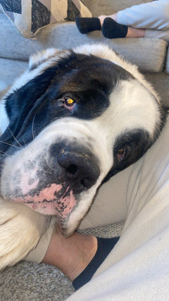 Close-up of a large dog's face with a person's feet in the background.