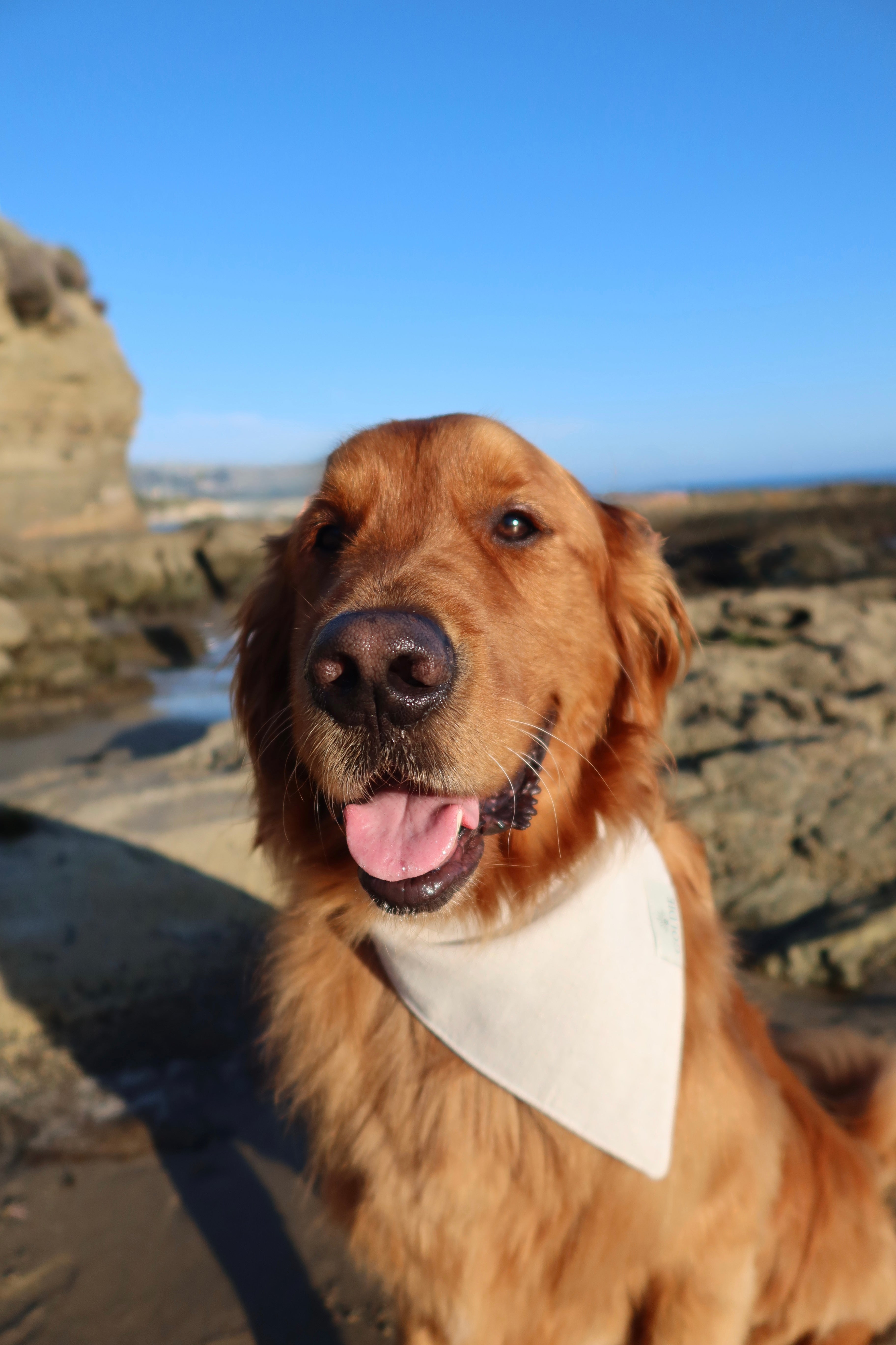 Their goldie dog named Lucky with a white bandana sitting on a rocky beach.