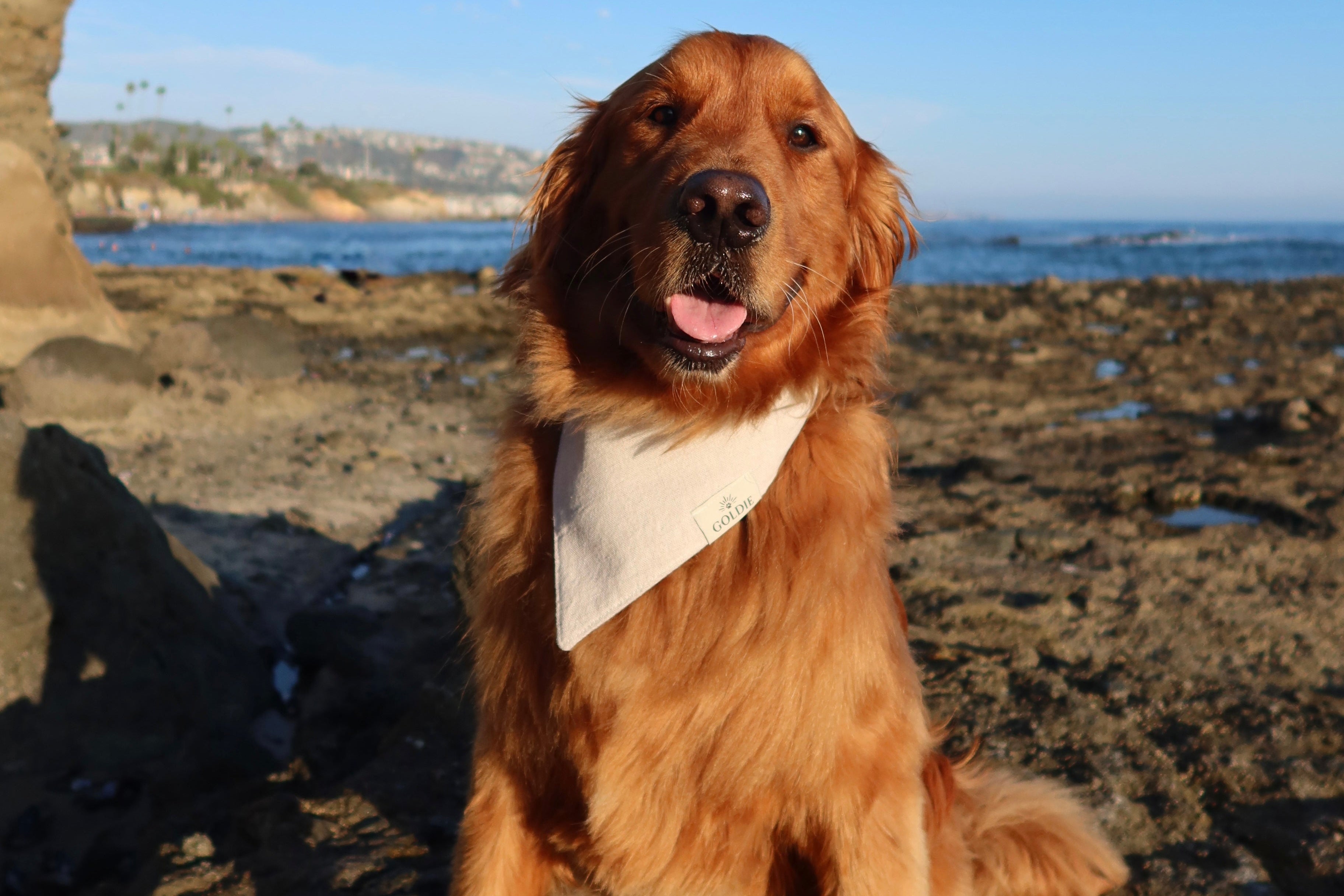 Their goldie dog named Lucky with a bandana sitting on a rocky beach with ocean and sky in the background