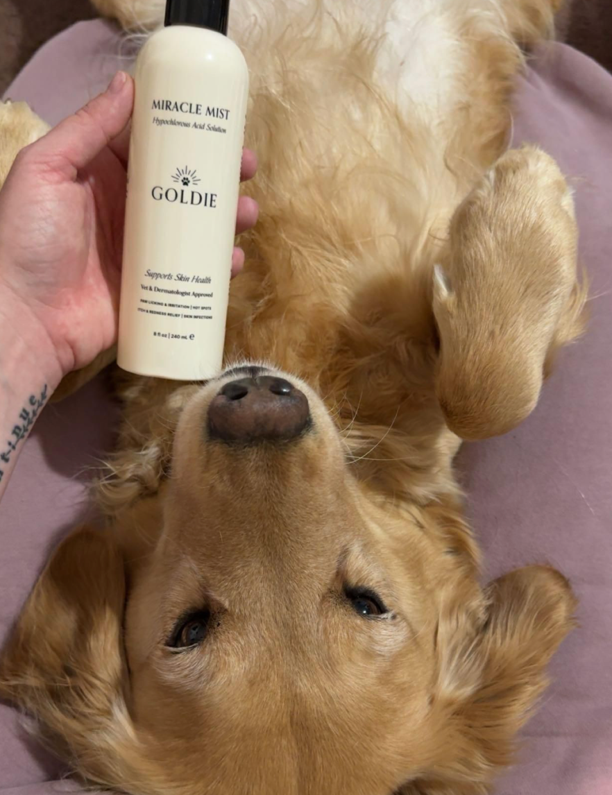 Dog lying on a person's lap with a bottle of Goldie Miracle Mist product held above its head.