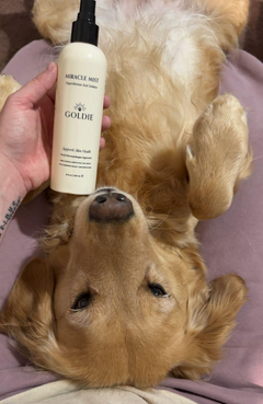 Dog lying on a person's lap with a bottle of Goldie Miracle Mist product held above its head.