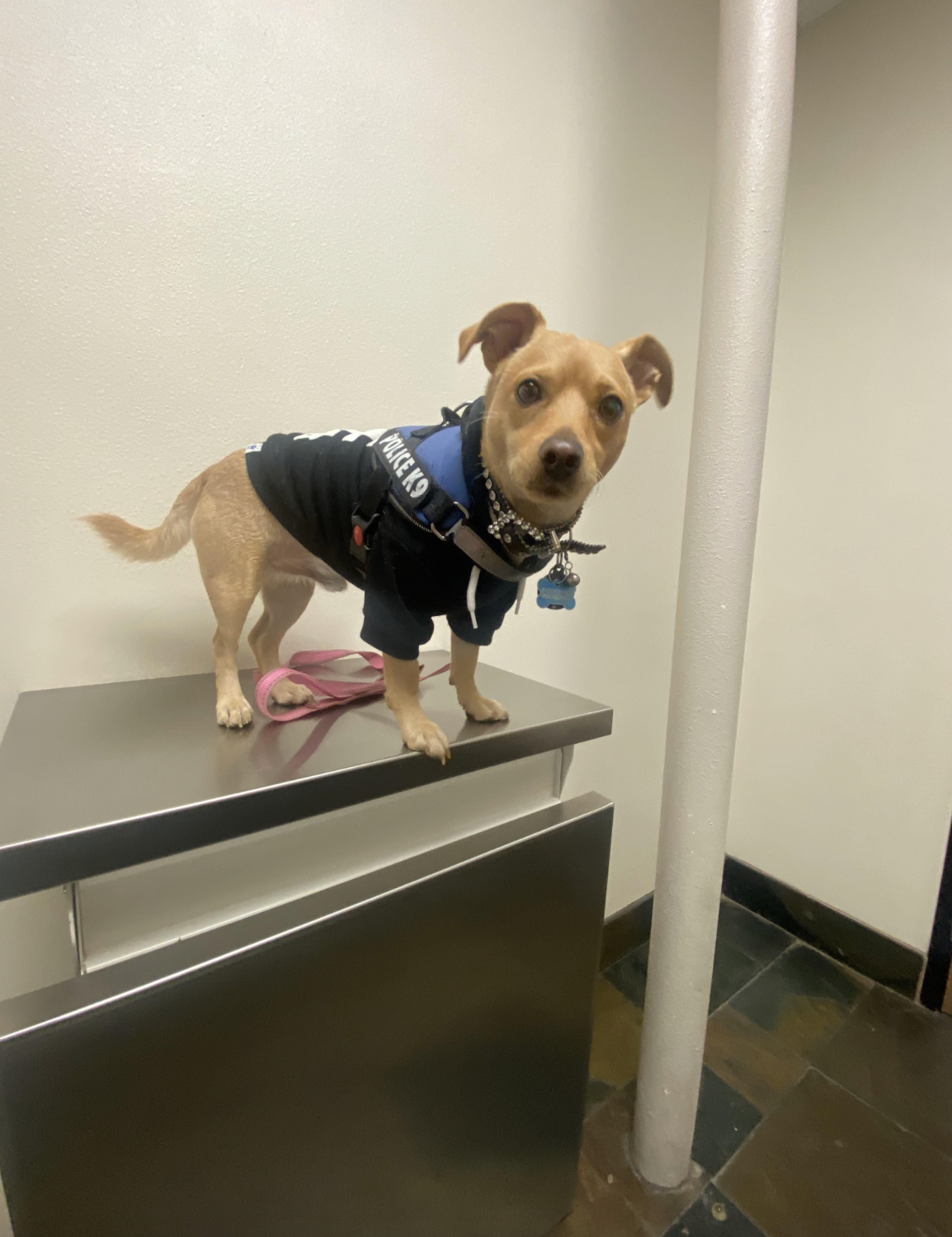 Dog standing on a metal table in a veterinary clinic