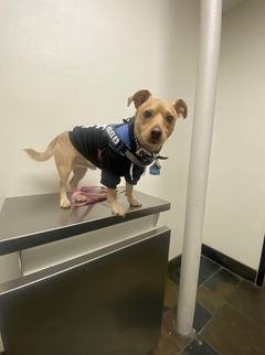 Dog standing on a metal table in a veterinary clinic
