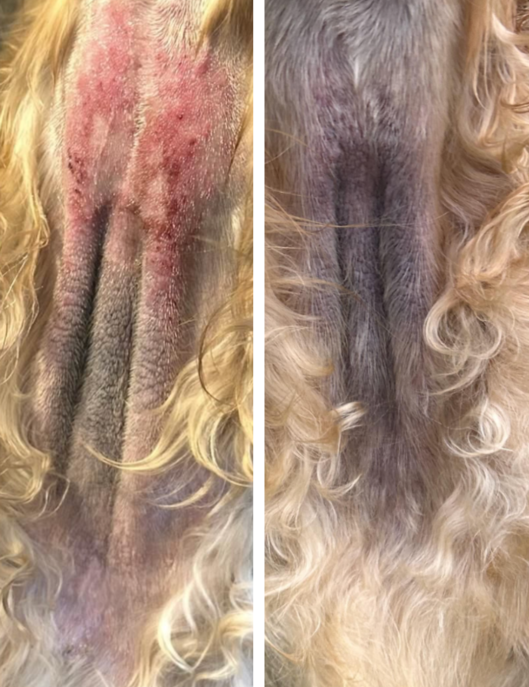 Side-by-side comparison of a dog's skin before and after treatment, showing redness and healing.