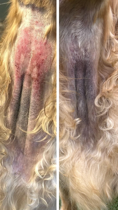 Side-by-side comparison of a dog's skin before and after treatment, showing redness and healing.