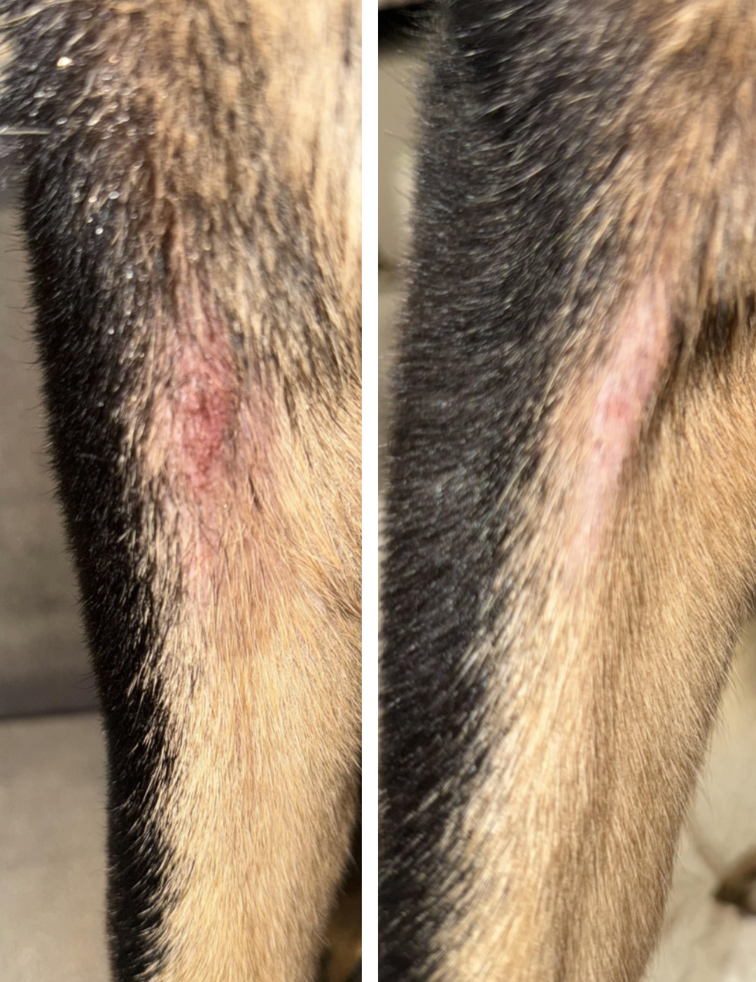 Close-up of a dog's skin with a visible lesion on a gray background