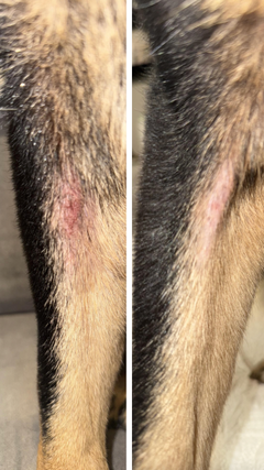 Close-up of a dog's skin with a visible lesion on a gray background