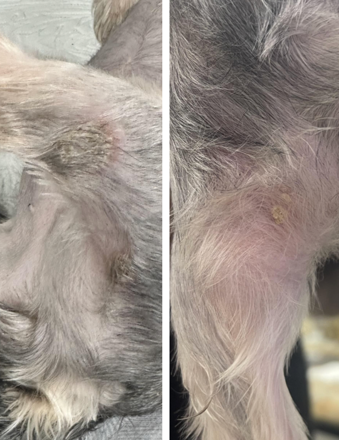 side by side photo showing skin infection prior to miracle mist treatment