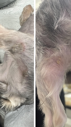 side by side photo showing skin infection prior to miracle mist treatment