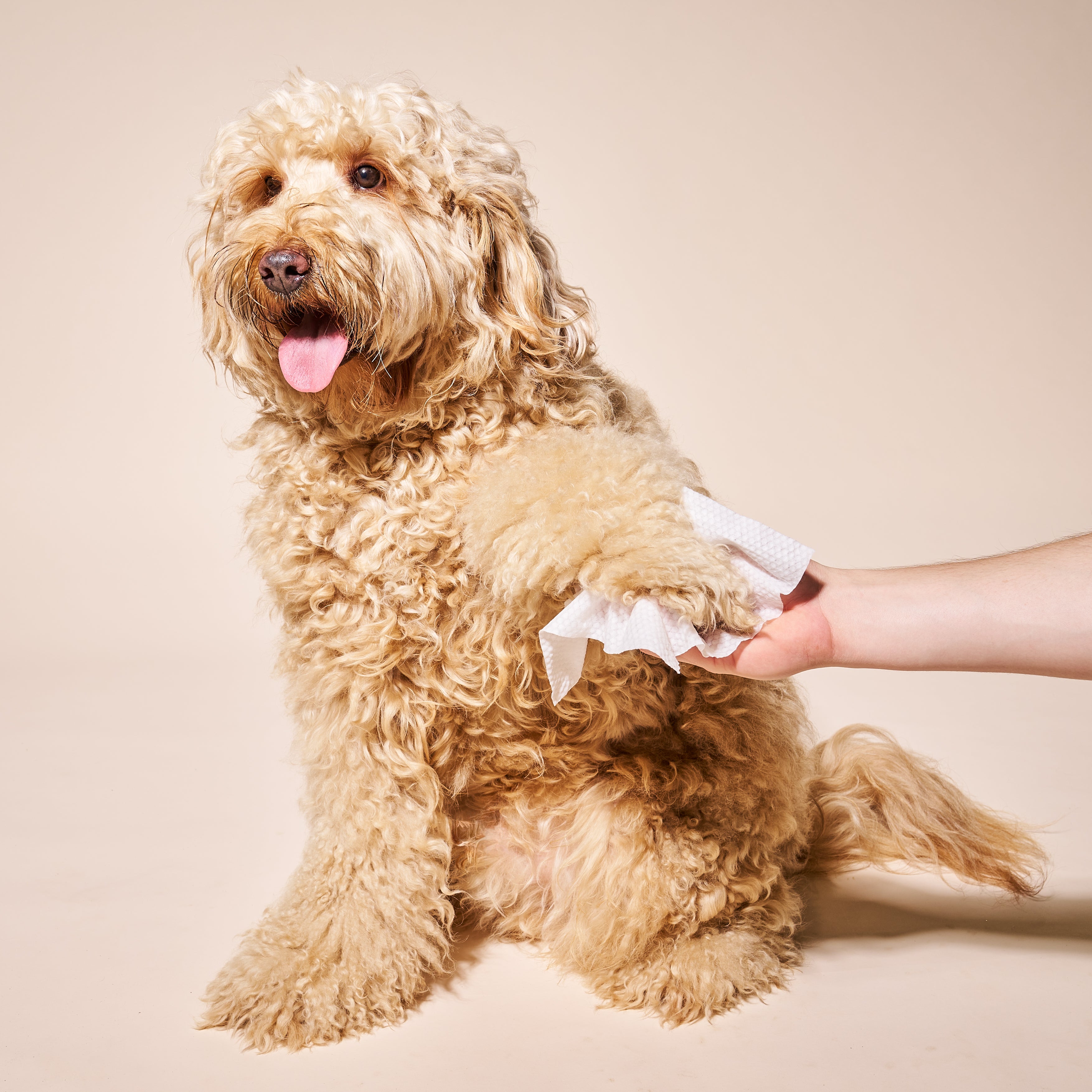 Because yeast and bacteria love damp paws