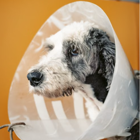 For dogs who react to everything else