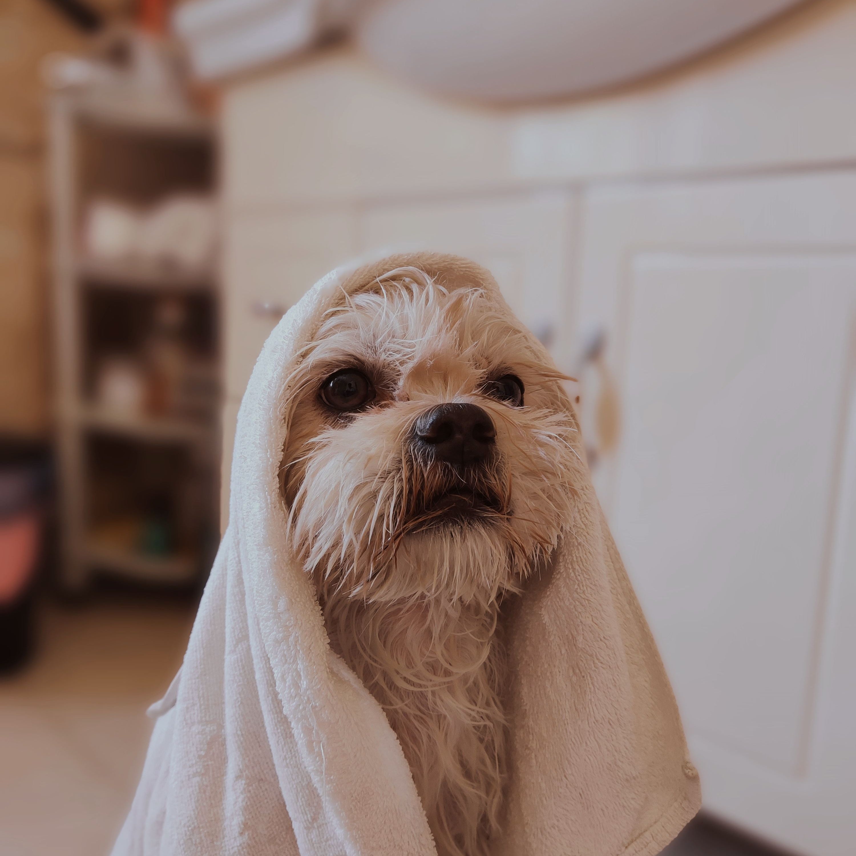 For the coat that stays damp after everything