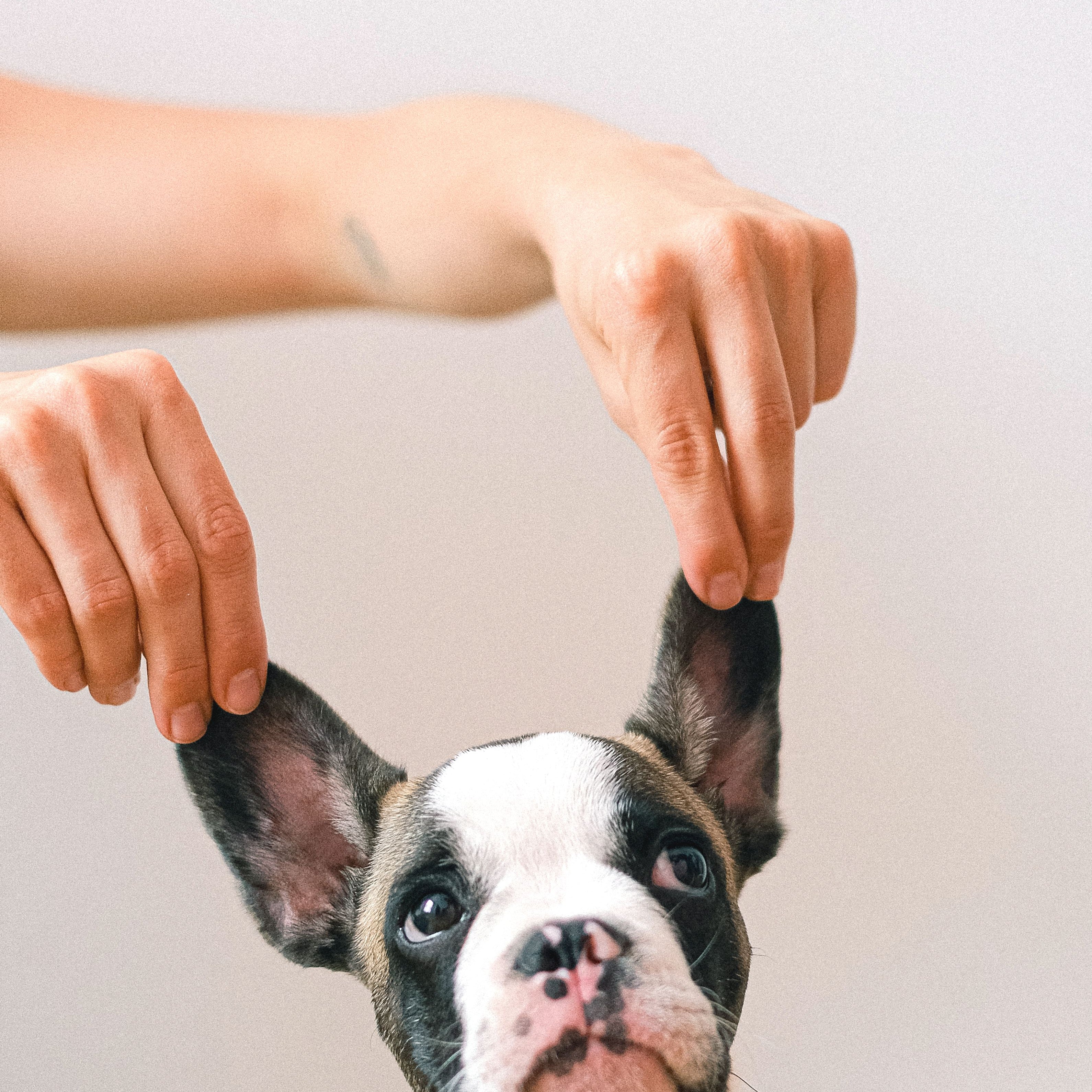 Supports Ear Health