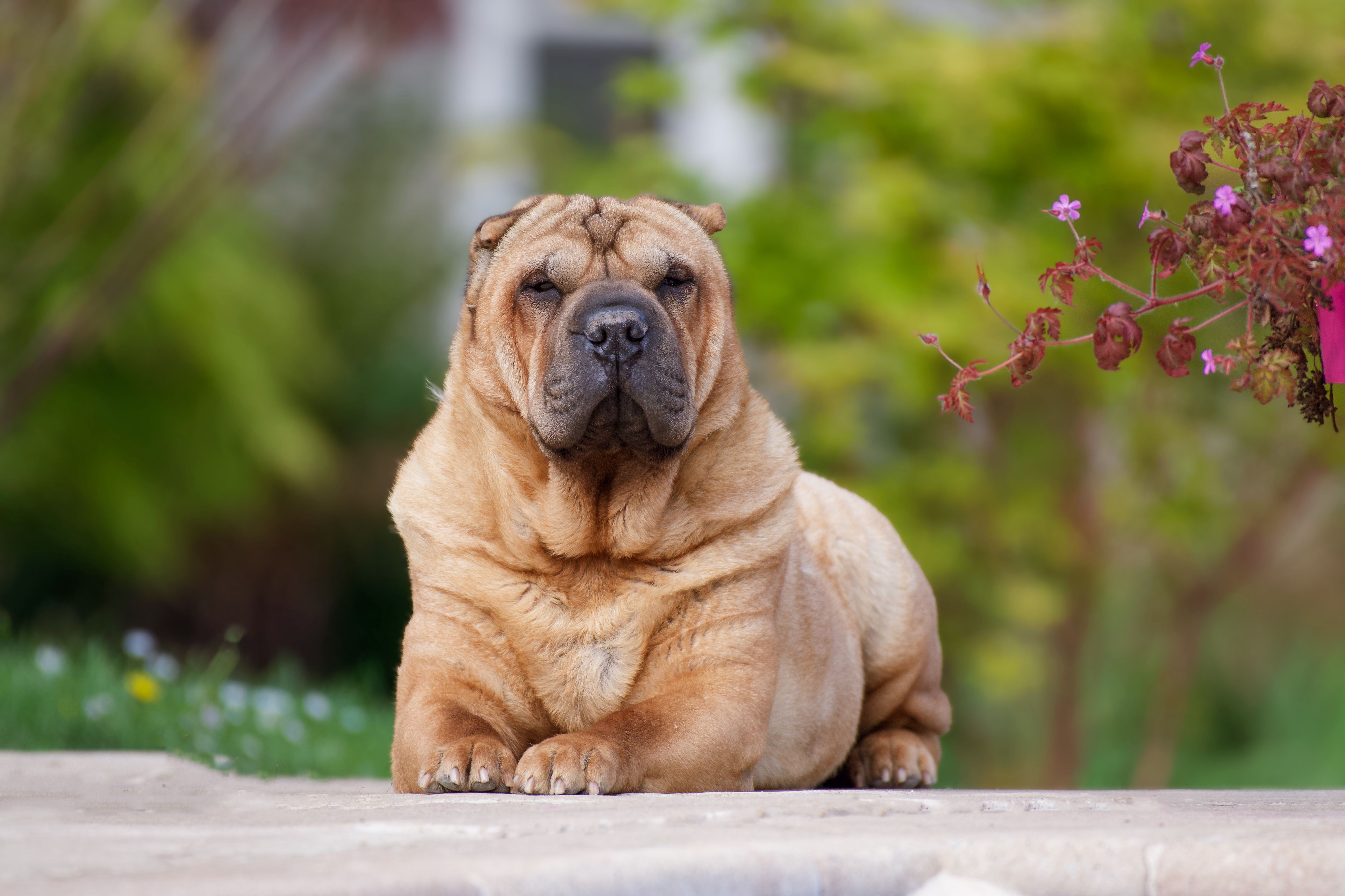 Dog Wrinkle Wipes for Skin Folds