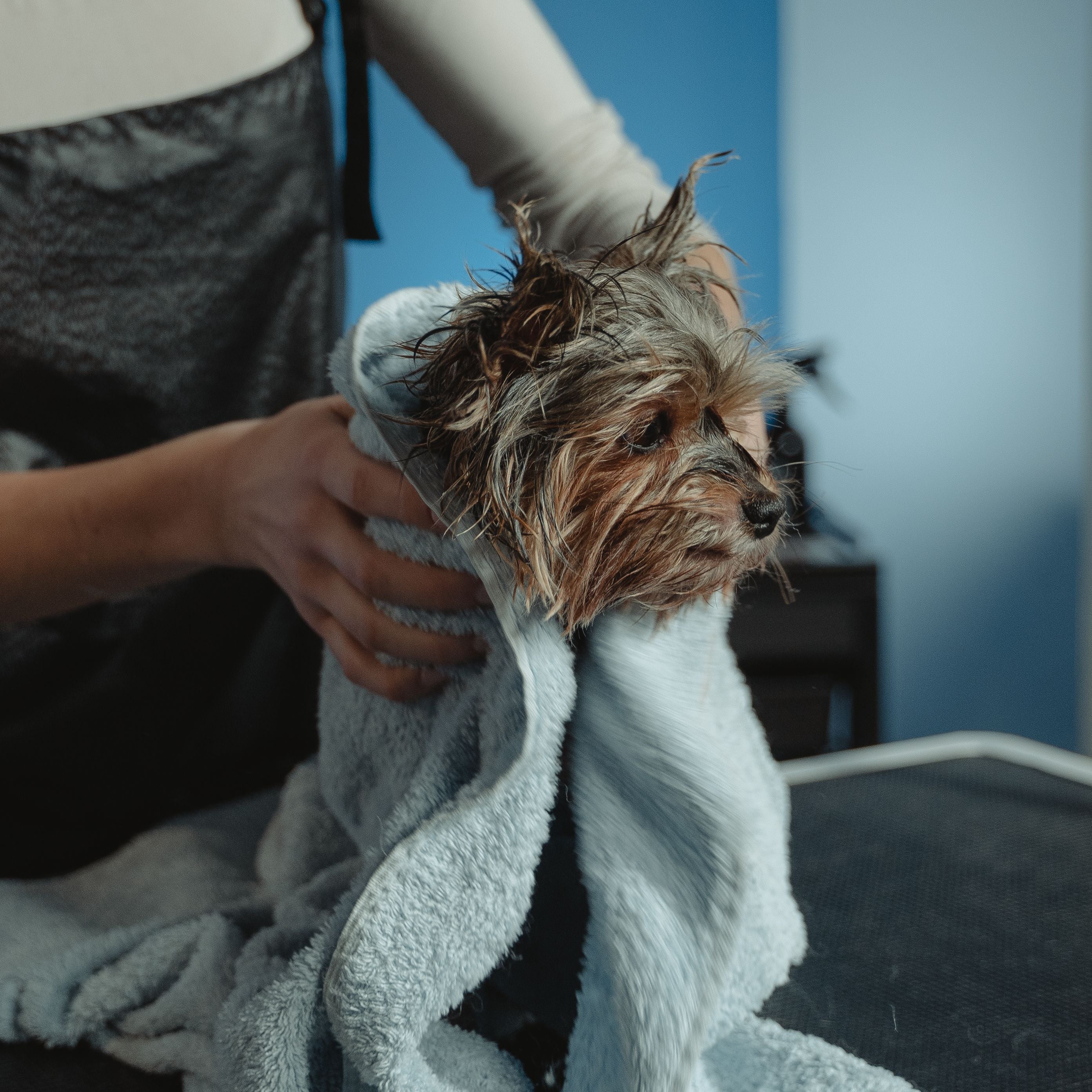 A Waterless Shampoo for Easy Cleanups