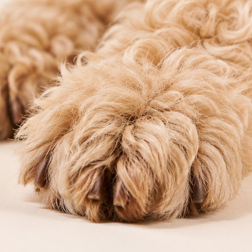Paws meet the outside world